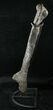 Camptosaurus Tibia w/ Stand - Colorado #14732-7